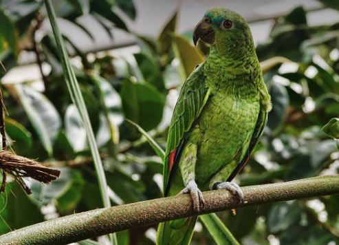 The Greatest Bird Diet for Parrots