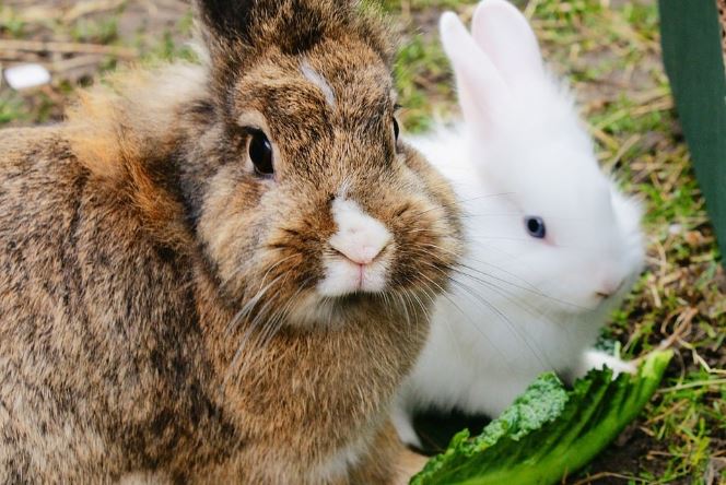 Create the Ultimate Recipe for Your Pet Rabbit